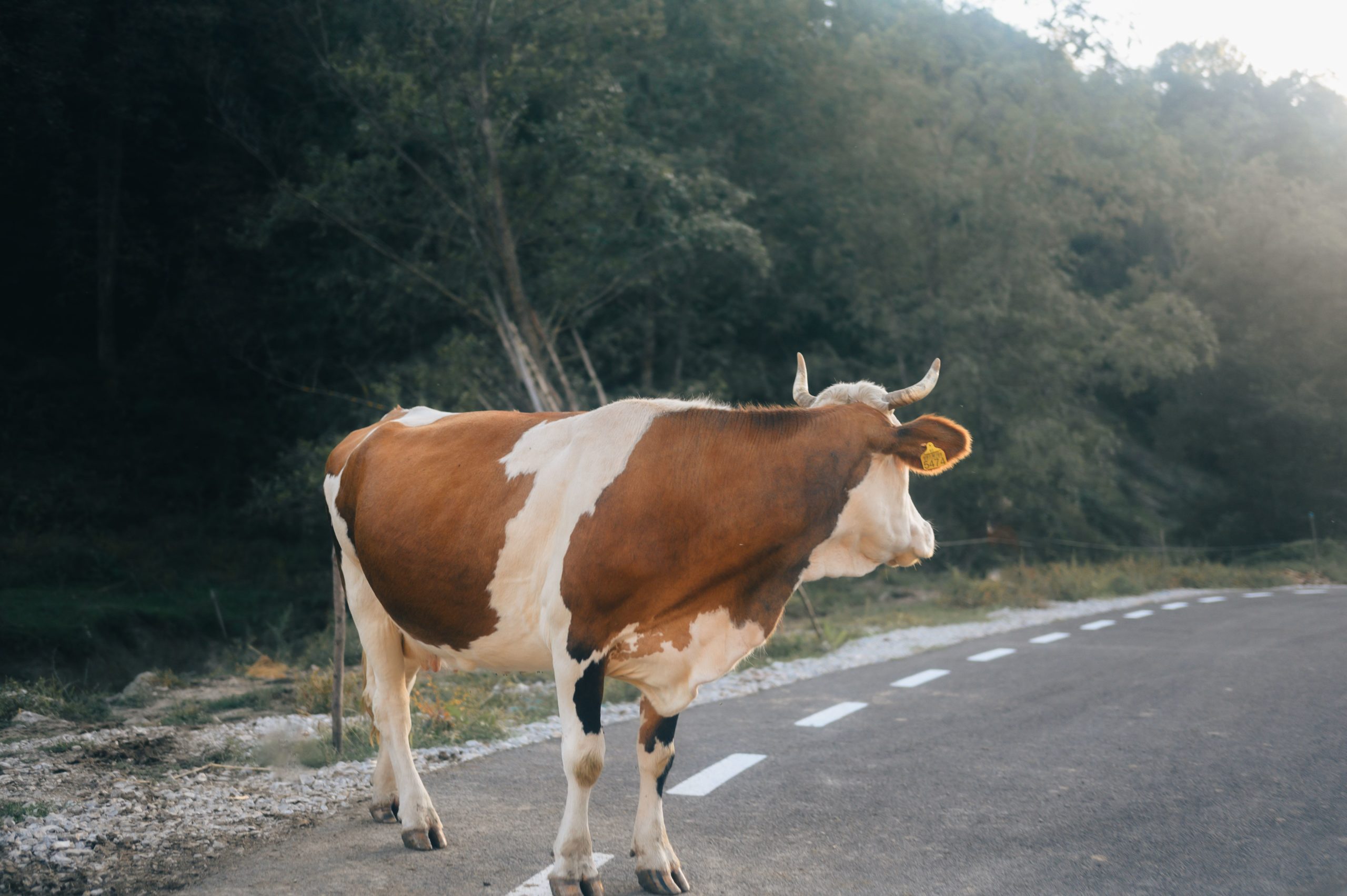 Unusual Causes of Car Accidents in Arkansas: What Drivers Should Know